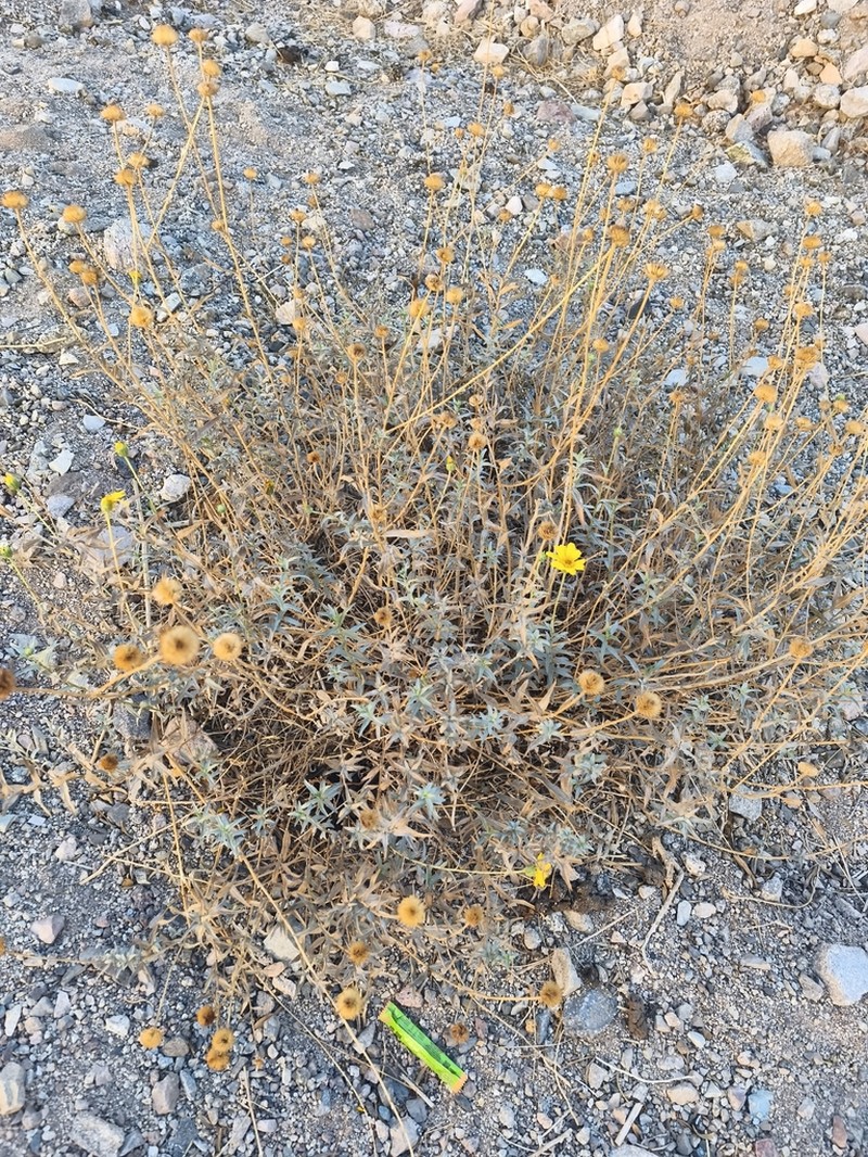 Aldama adenotricha