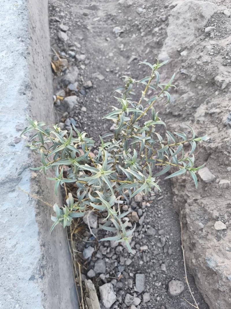 Aldama adenotricha photo 2