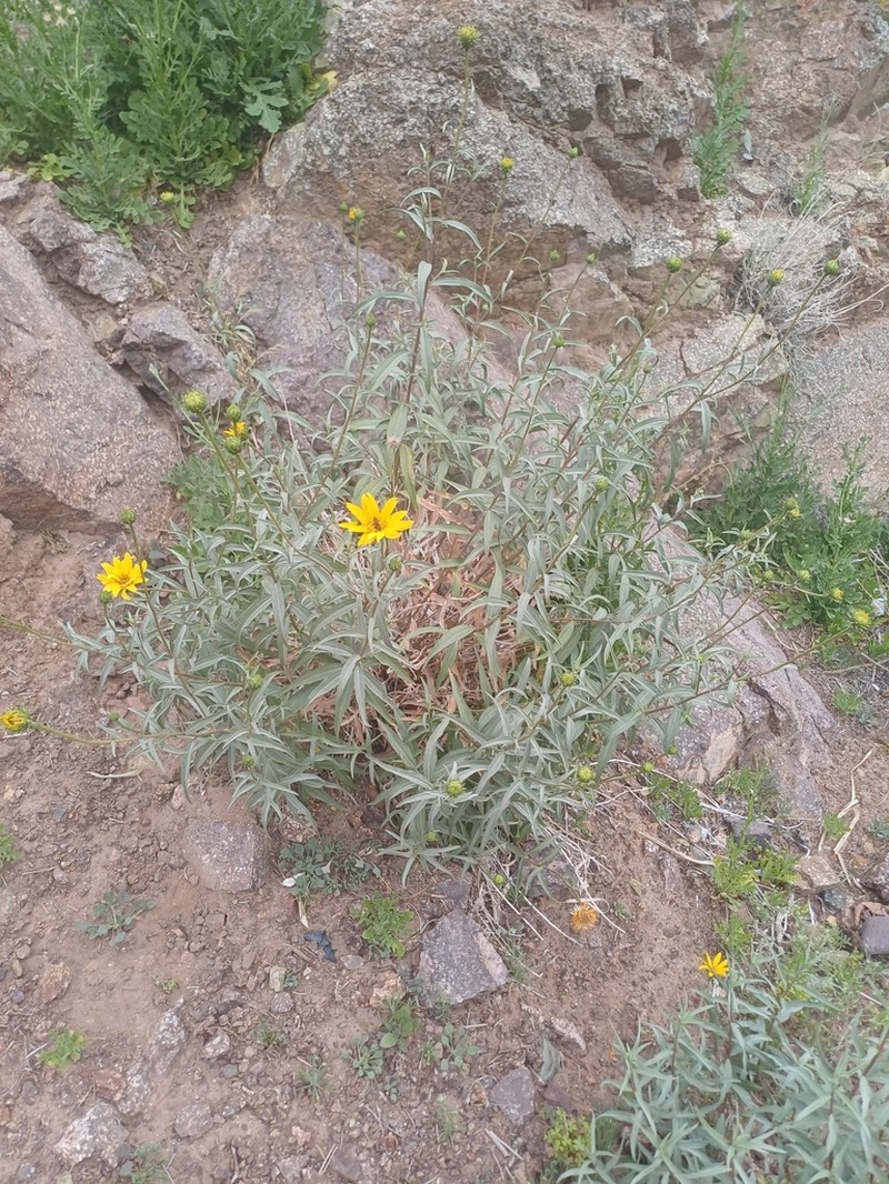 Aldama adenotricha photo 3