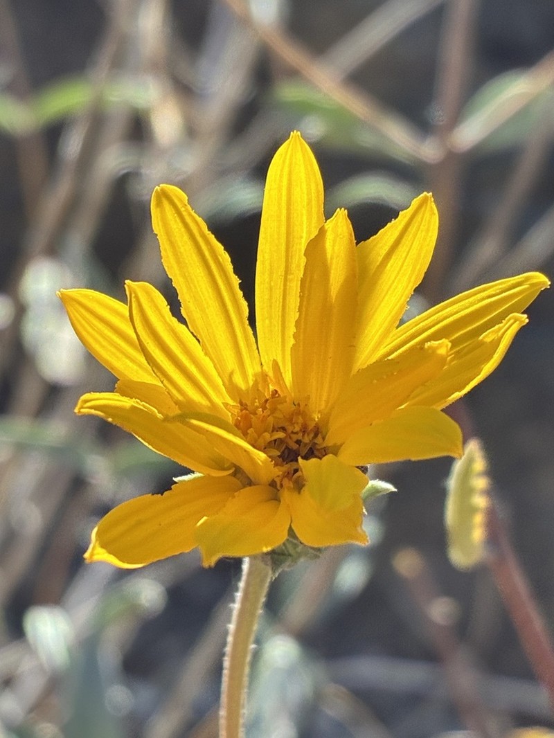 Aldama adenotricha photo 4