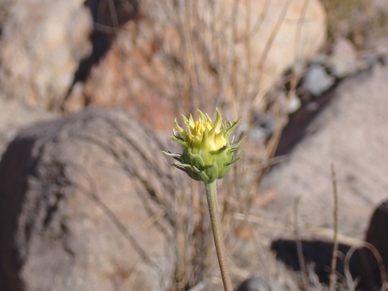 Aldama adenotricha photo 5