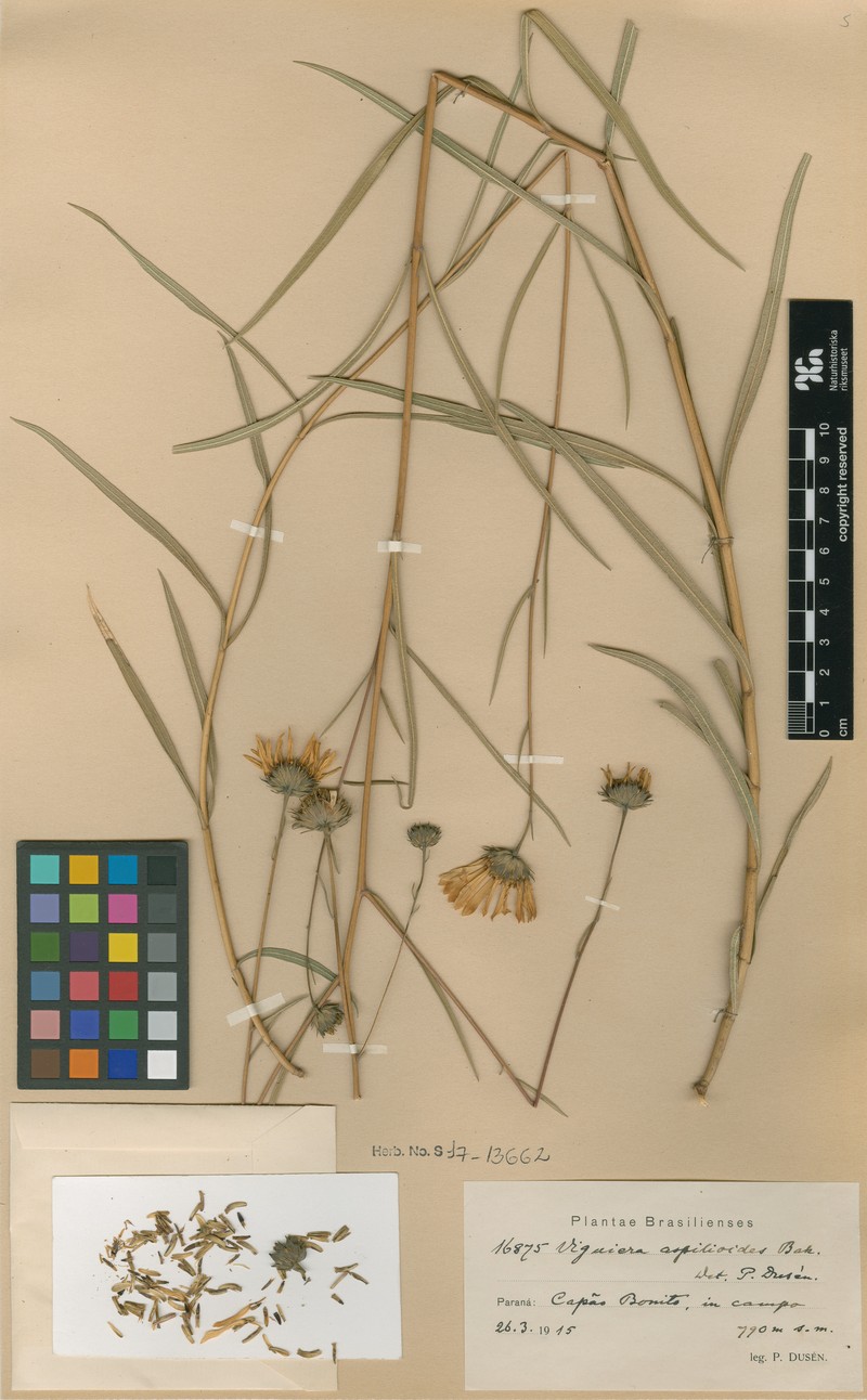 Aldama amphichlora