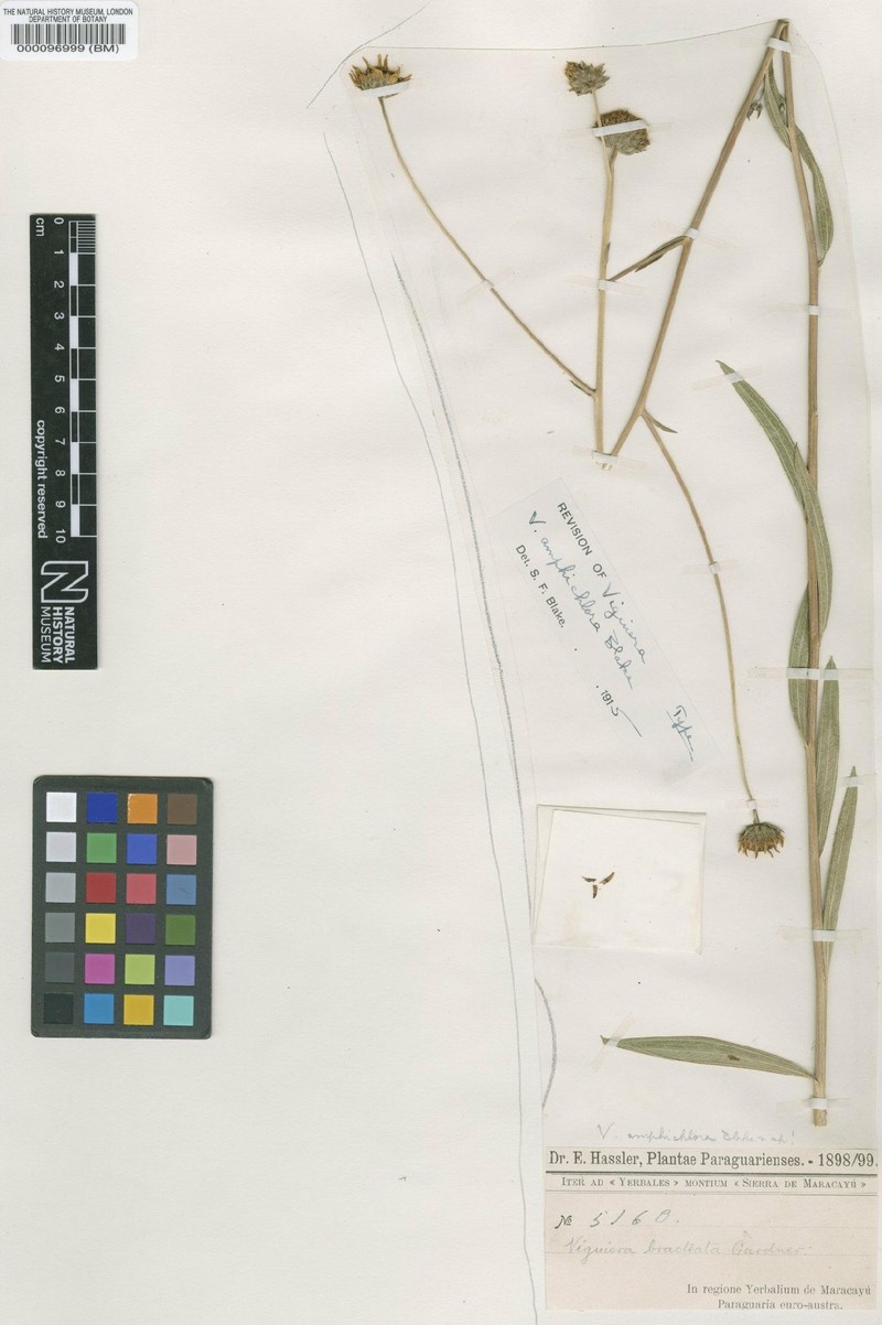 Aldama amphichlora photo 2