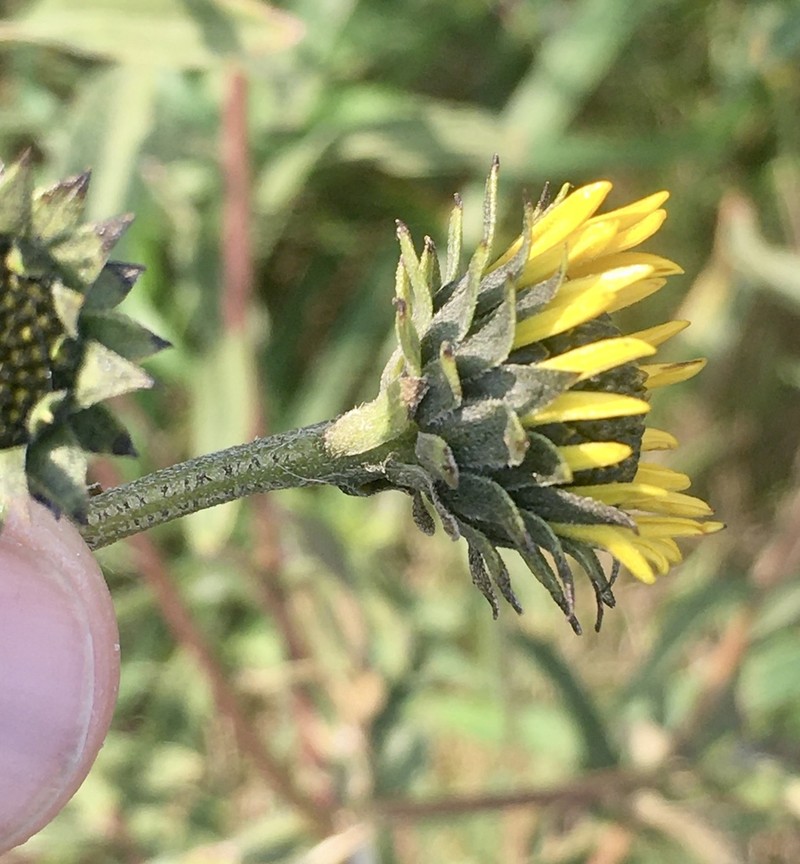 Aldama anchusifolia