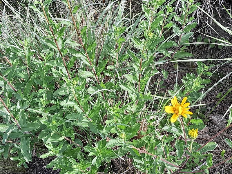Aldama anchusifolia photo 2