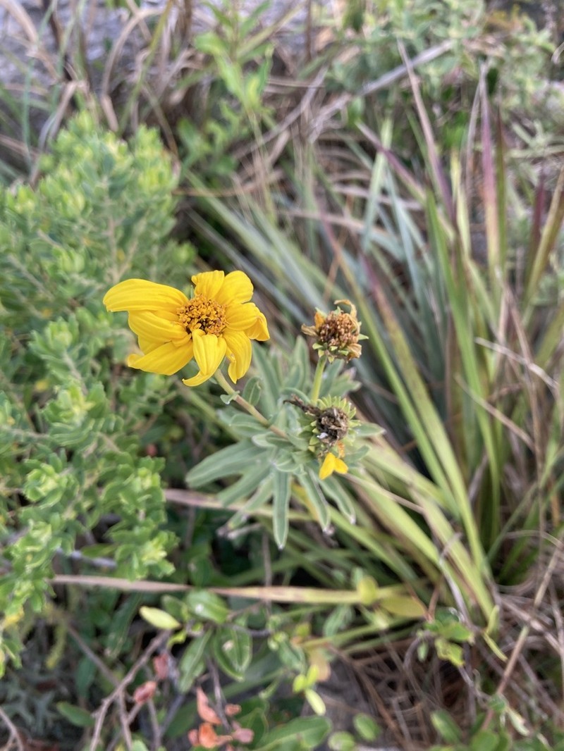 Aldama anchusifolia photo 3