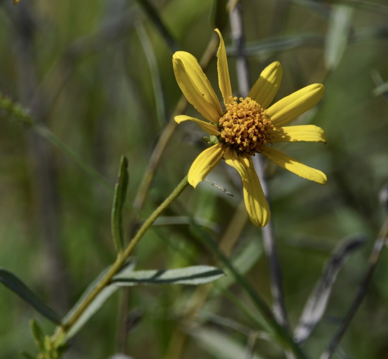 Aldama anchusifolia photo 5