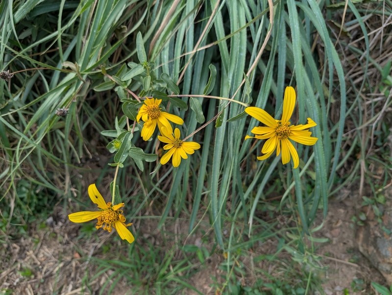 Aldama anchusifolia photo 8