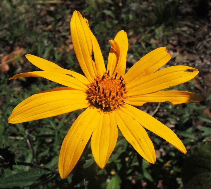 Aldama angustifolia