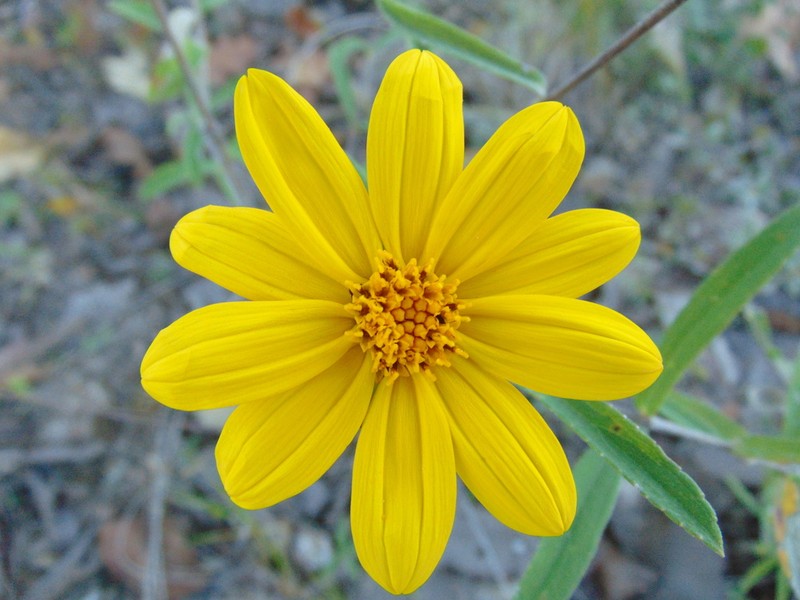 Aldama angustifolia photo 2