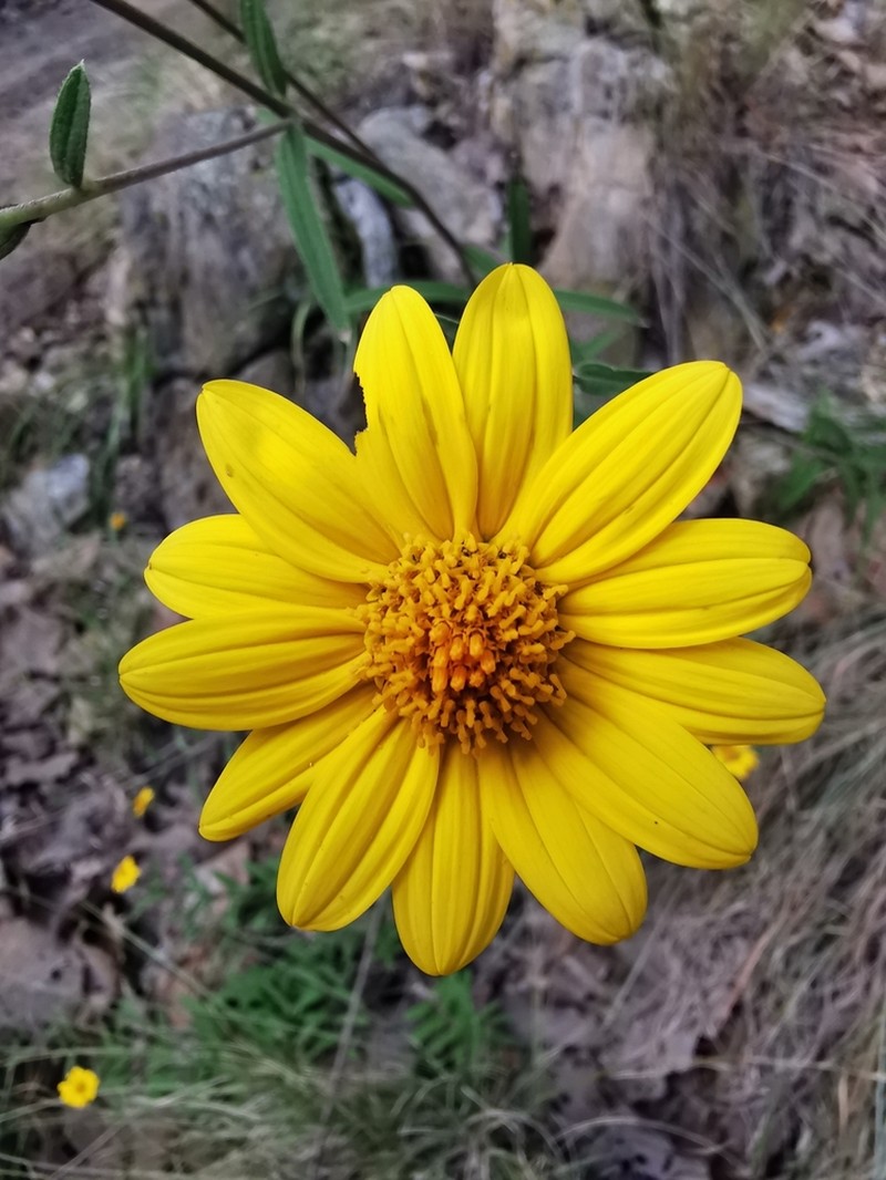 Aldama angustifolia photo 3
