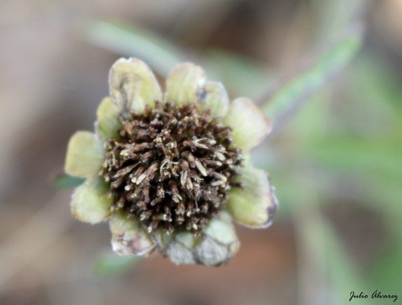 Aldama angustifolia photo 4
