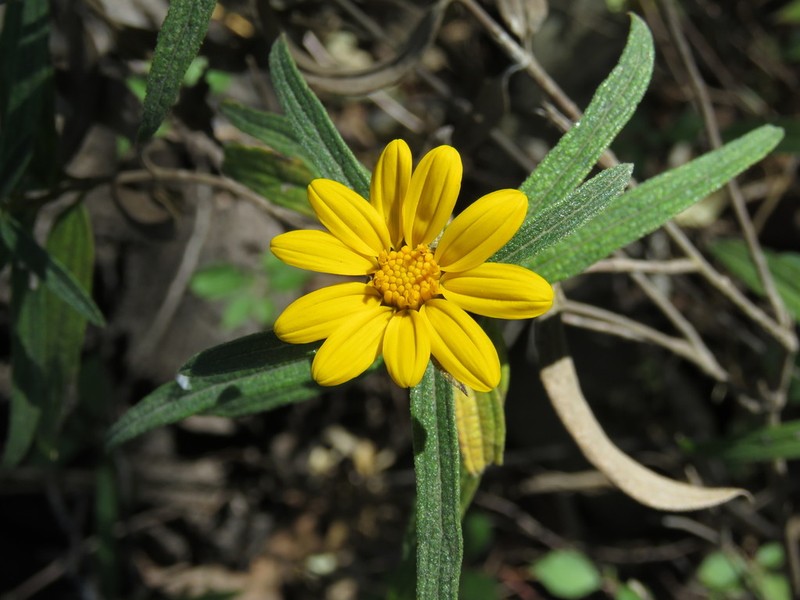 Aldama angustifolia photo 5