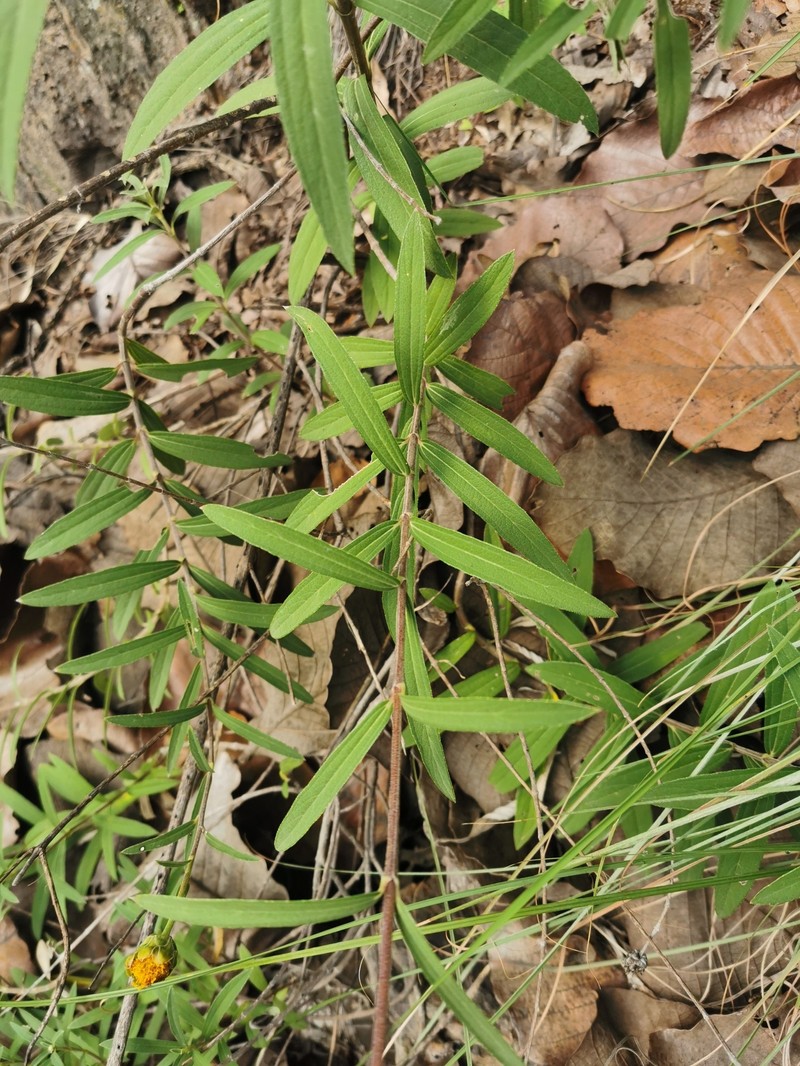 Aldama angustifolia photo 7