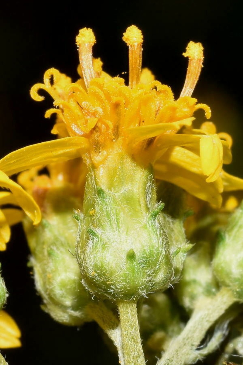 Aldama apiculata