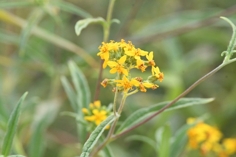 Aldama apiculata photo 2
