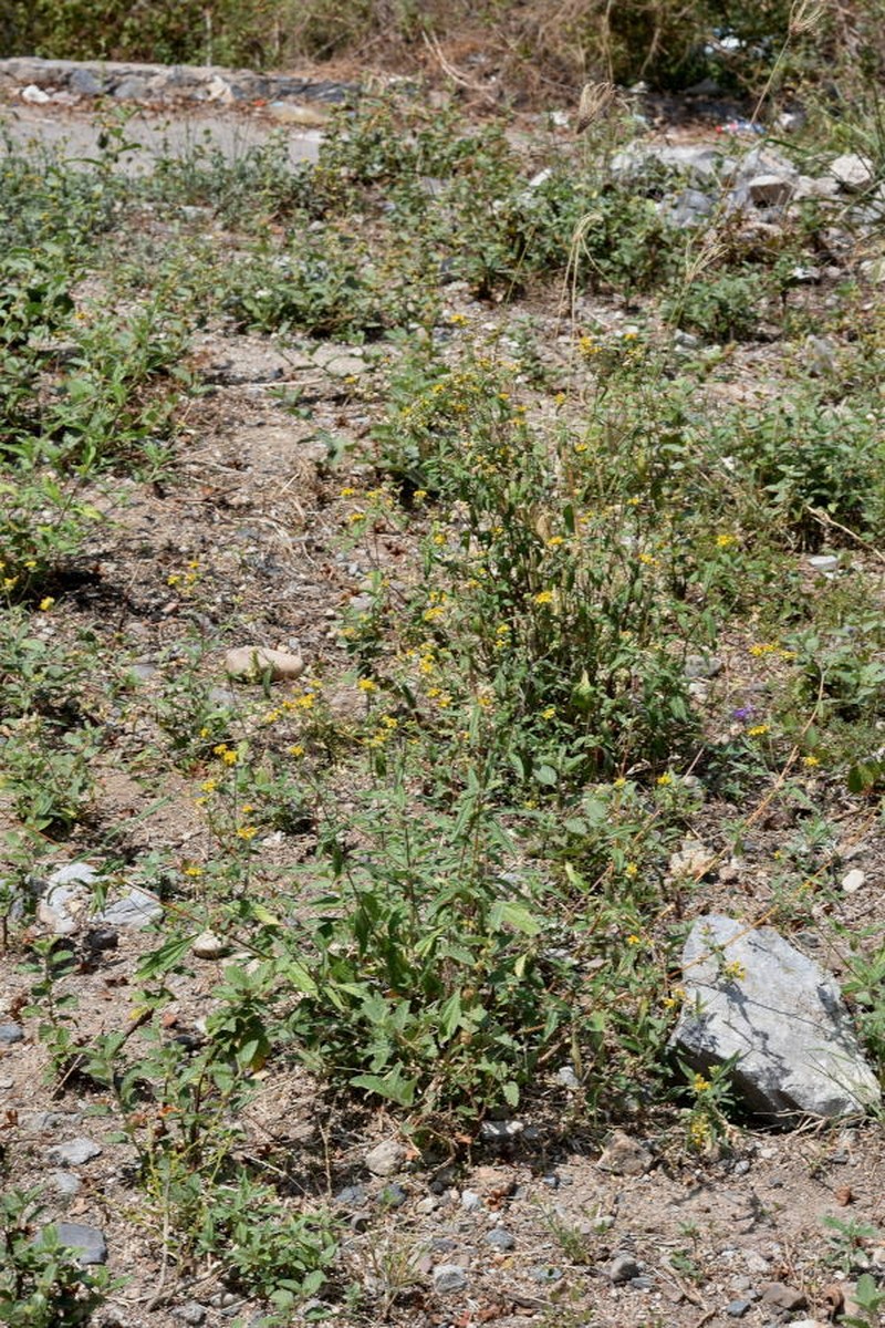 Aldama apiculata photo 5