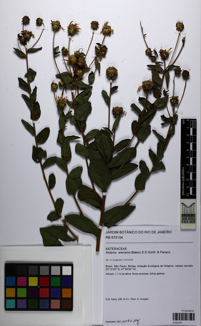 Aldama arenaria