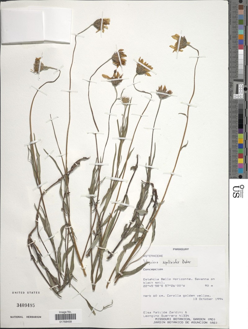 Aldama aspilioides