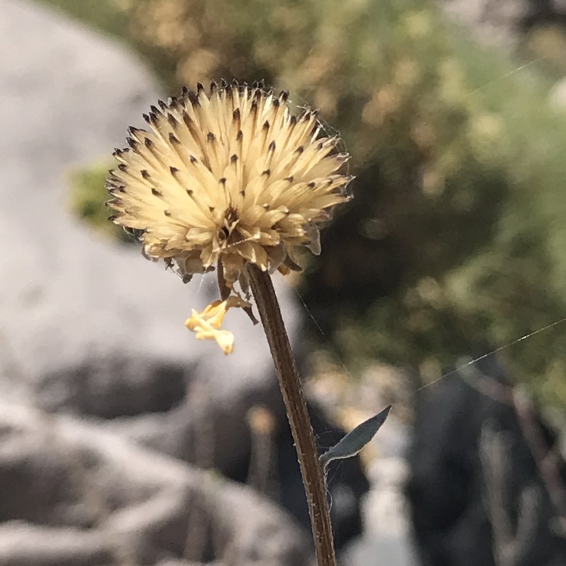 Aldama atacamensis photo 3