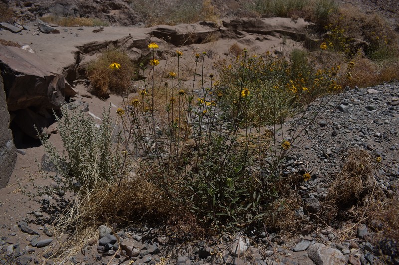 Aldama atacamensis photo 4