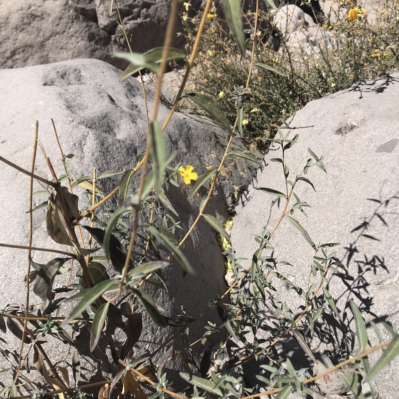 Aldama atacamensis photo 3