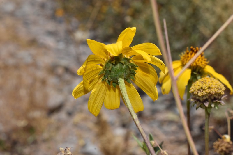 Aldama atacamensis photo 4