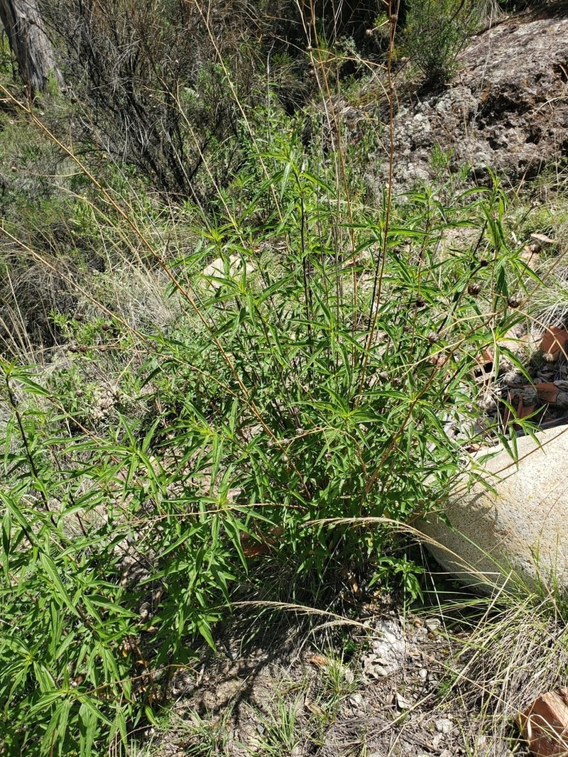 Aldama australis