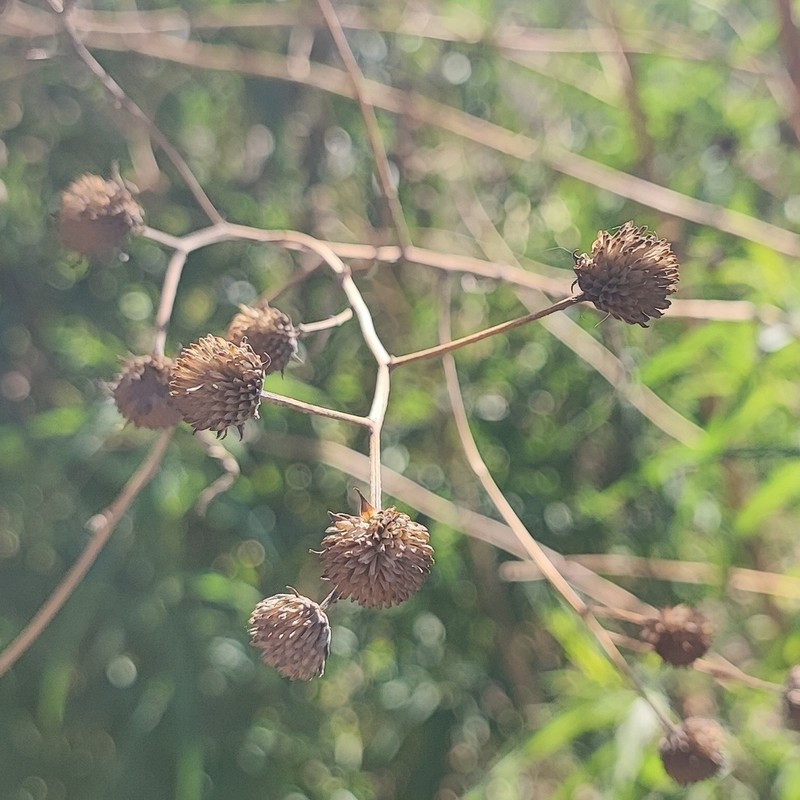 Aldama australis photo 2