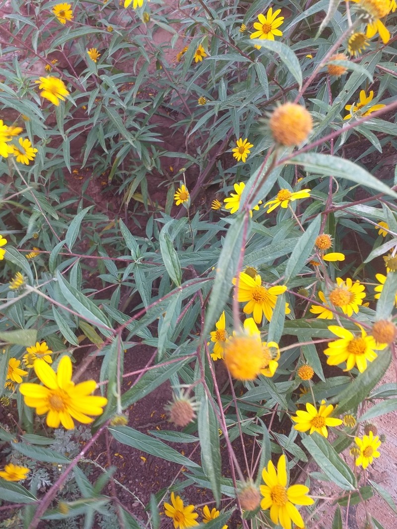Aldama australis photo 3