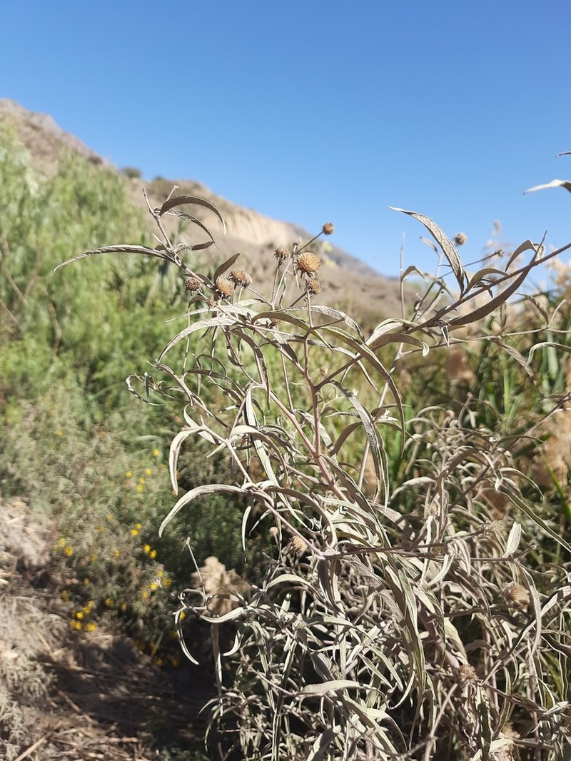 Aldama australis photo 4