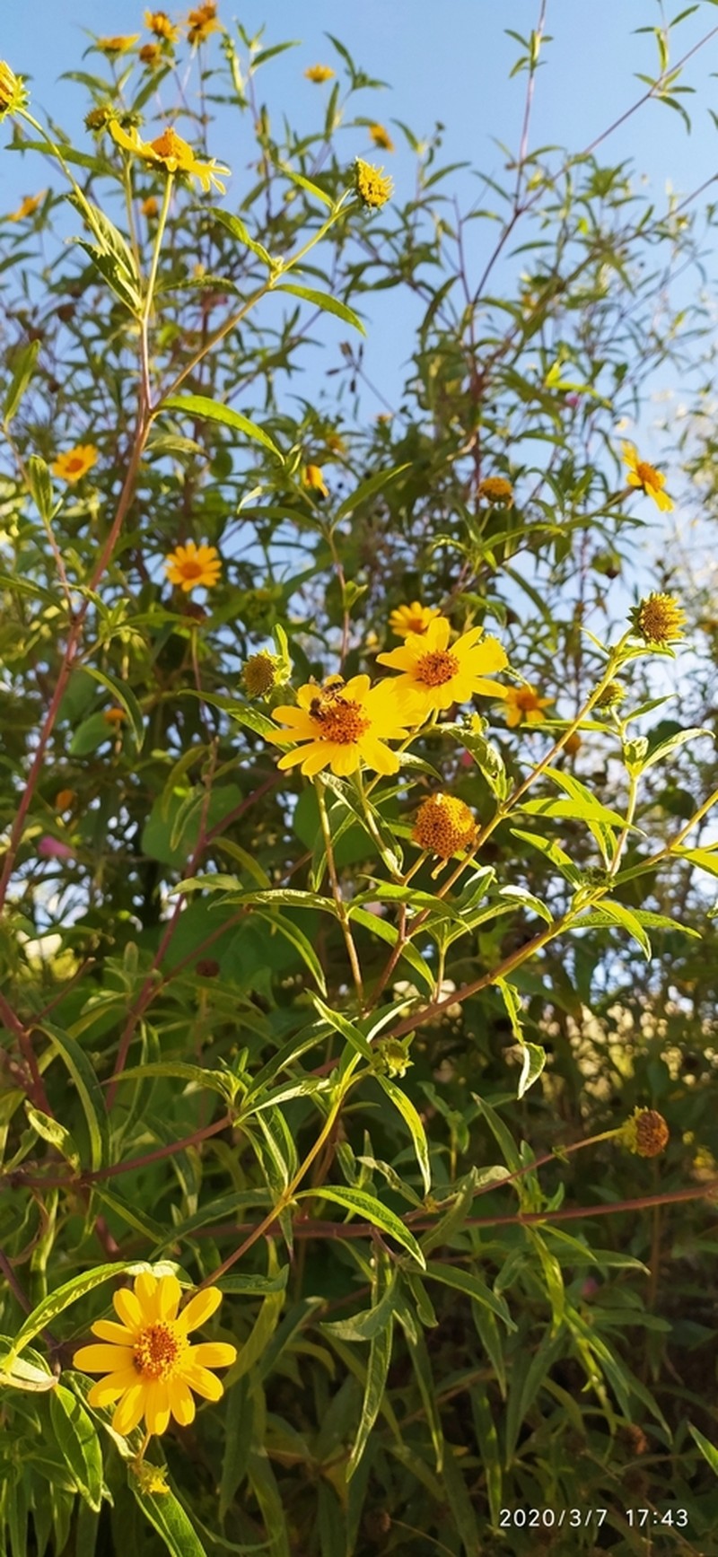 Aldama australis photo 5