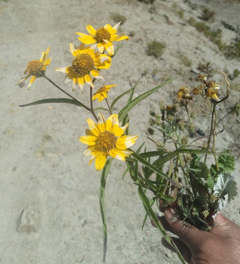 Aldama australis photo 6