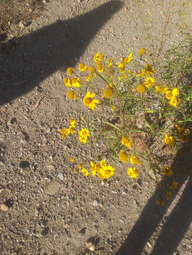 Aldama australis photo 7