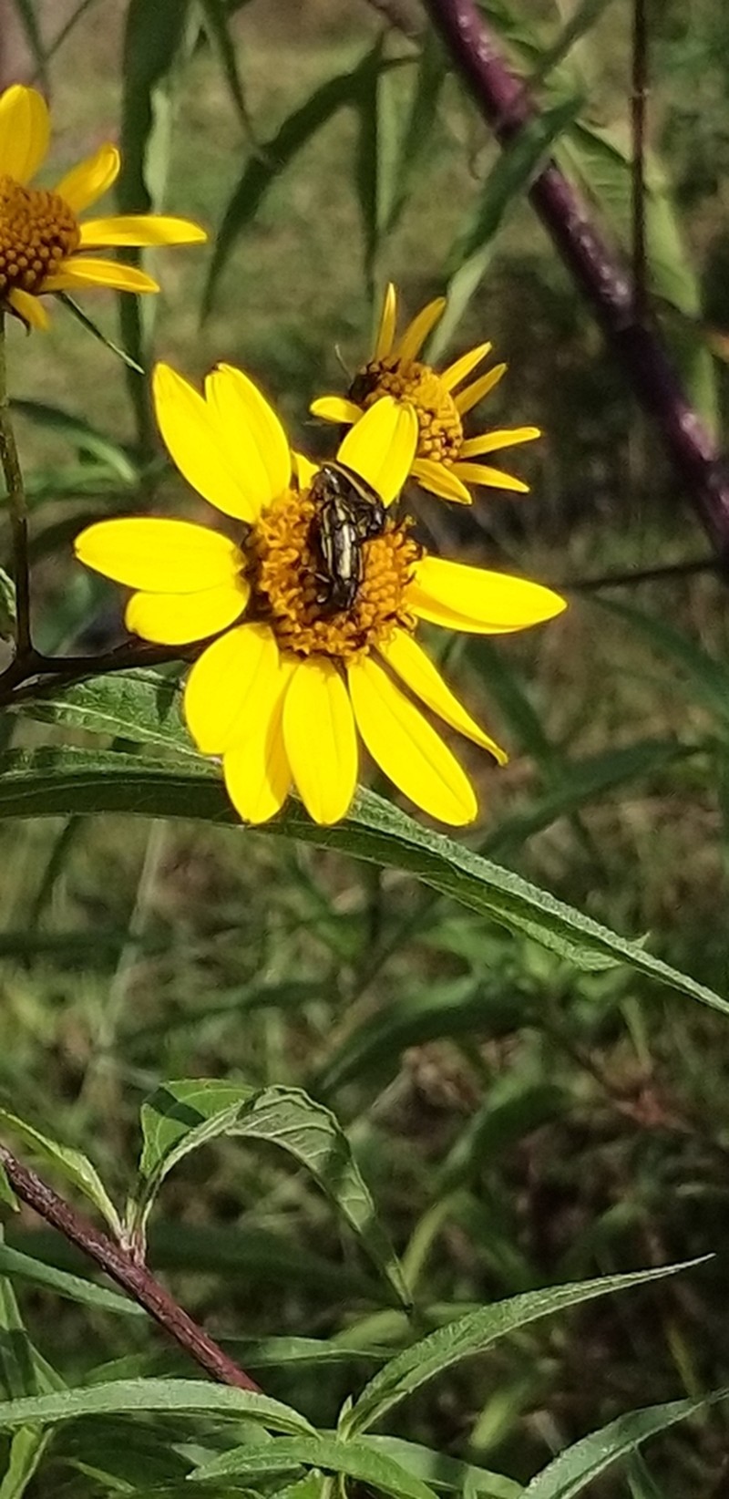 Aldama australis photo 8