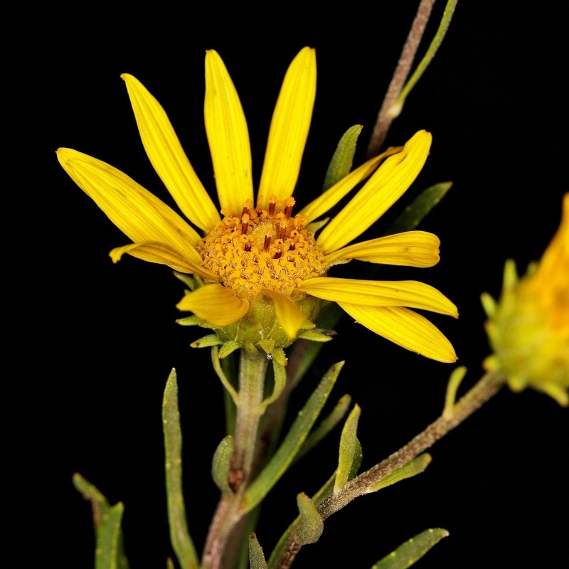 Aldama bracteata