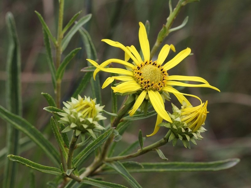 Aldama bracteata photo 2