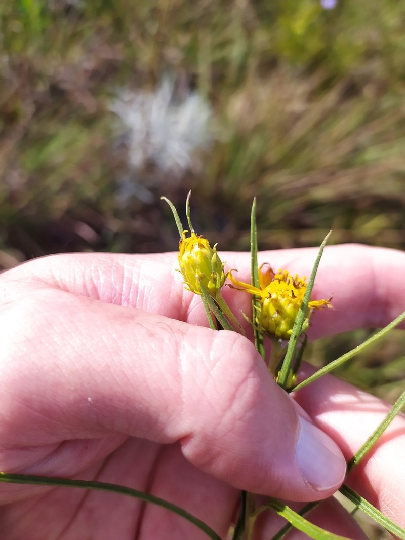 Aldama bracteata photo 3