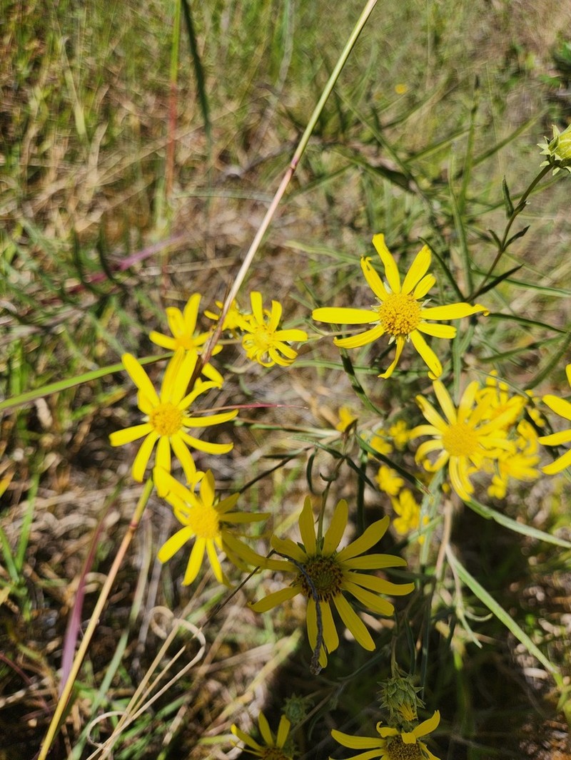 Aldama bracteata photo 4