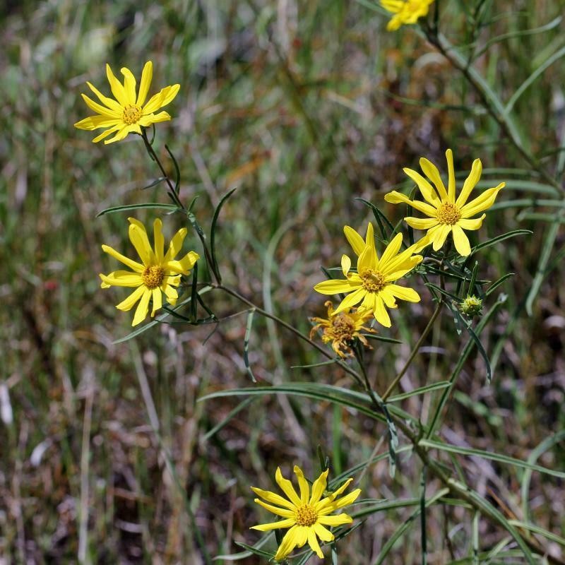 Aldama bracteata photo 5