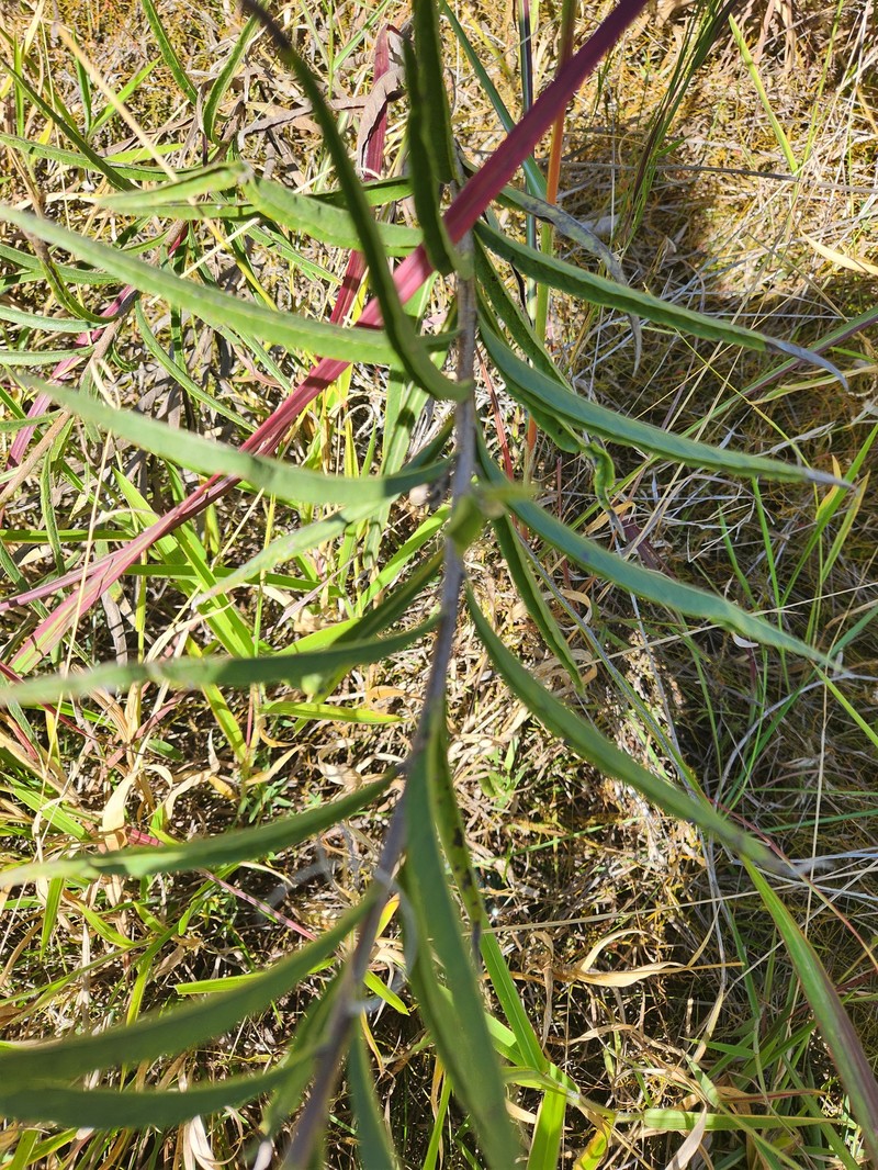 Aldama bracteata photo 6