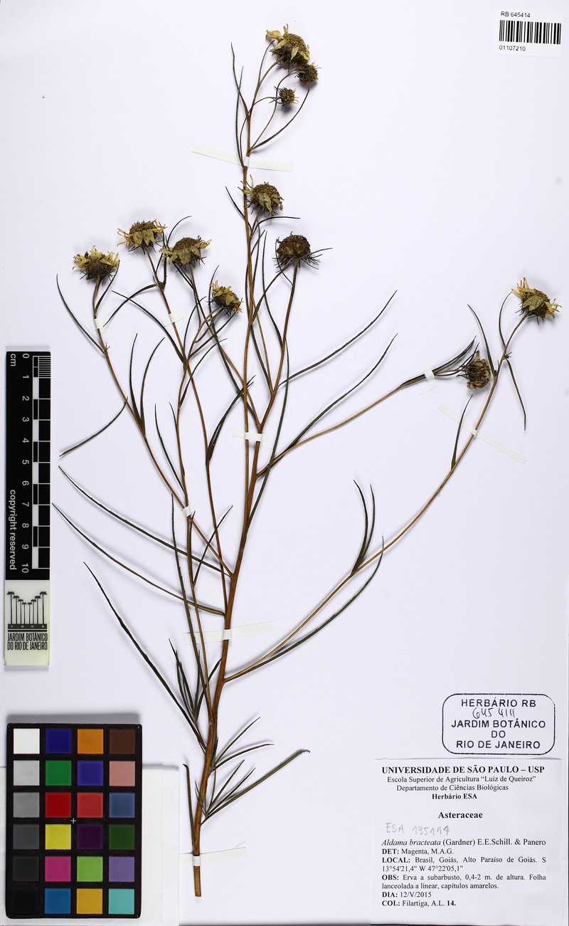 Aldama bracteata photo 8