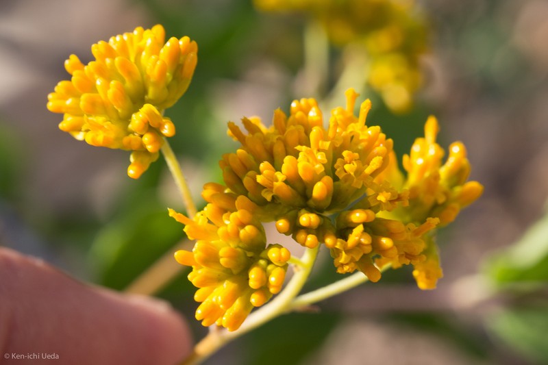 Aldama brandegeei