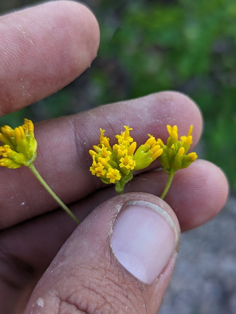 Aldama brandegeei photo 2