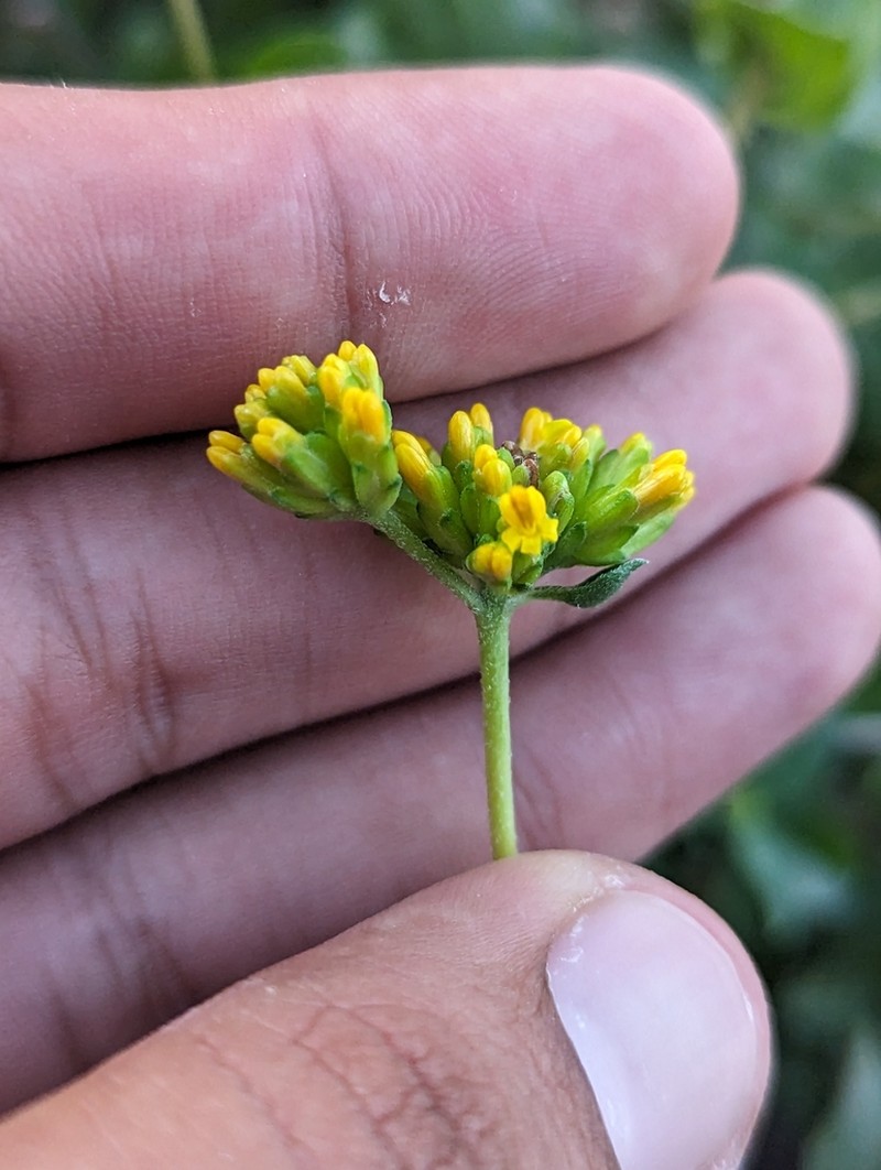 Aldama brandegeei photo 3