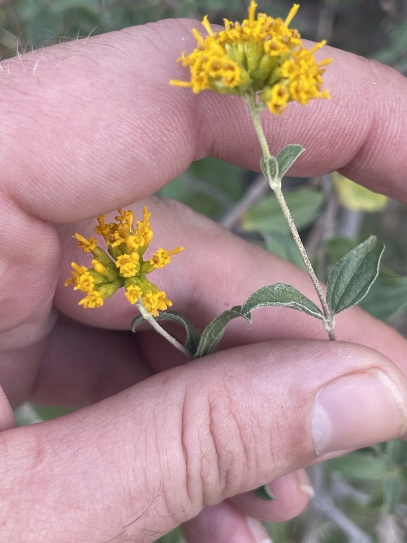Aldama brandegeei photo 4