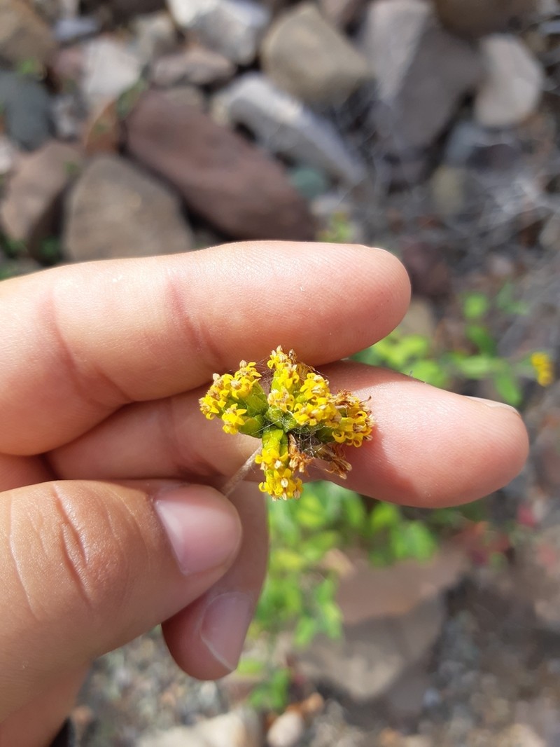 Aldama brandegeei photo 5