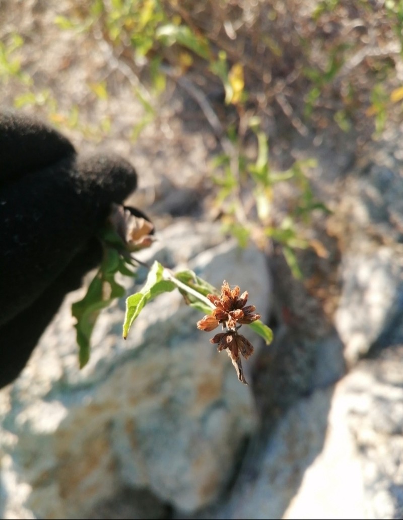 Aldama brandegeei photo 6