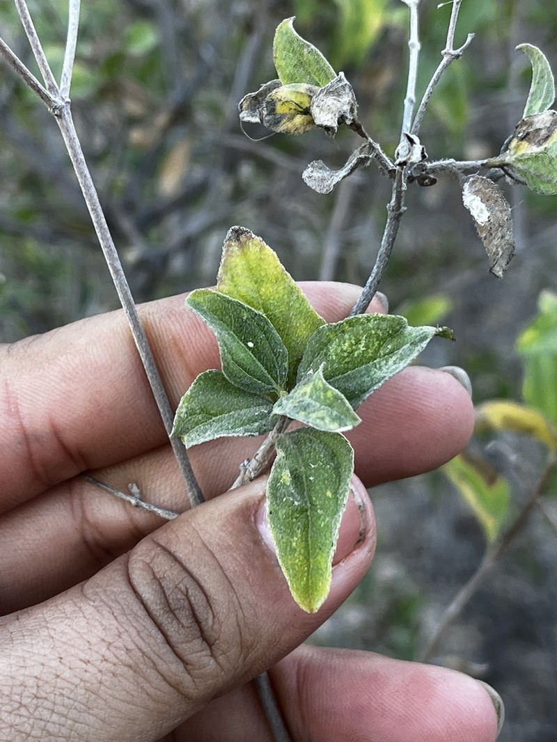 Aldama brandegeei photo 7