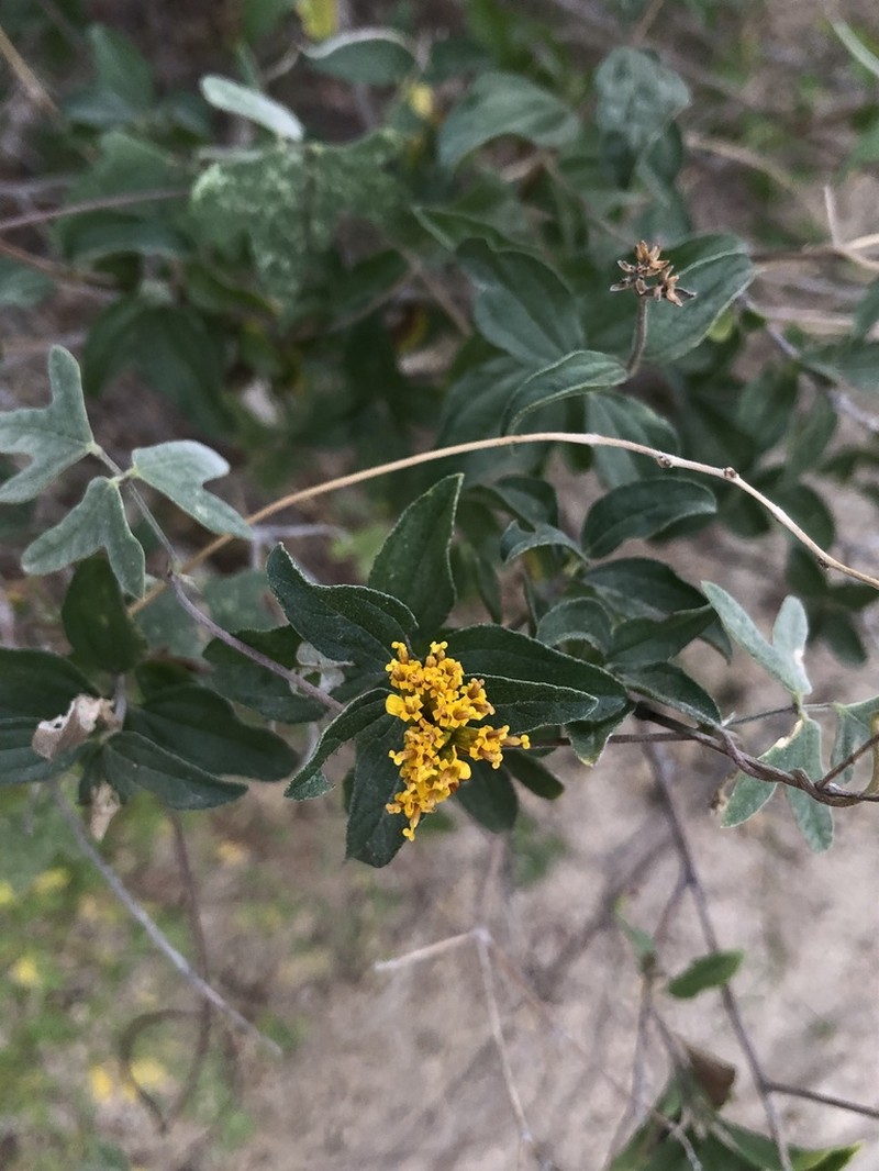 Aldama brandegeei photo 8